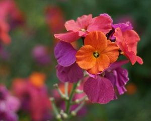 Close-up of orange, pink, and purple Erysimum 'Brightside Fuchsia Glow' Wallflower blooms in a 15cm pot, set against blurred greenery and flowers.