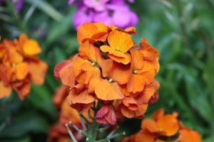 A cluster of vibrant Erysimum 'Brightside Orange Glow' Wallflower blooms in a 15cm pot stands out with bright orange petals and lush green leaves, whilst a blurred purple flower appears in the background.