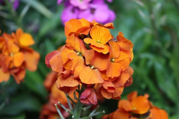 A cluster of vibrant Erysimum 'Brightside Orange Glow' Wallflower blooms in a 15cm pot stands out with bright orange petals and lush green leaves, whilst a blurred purple flower appears in the background.