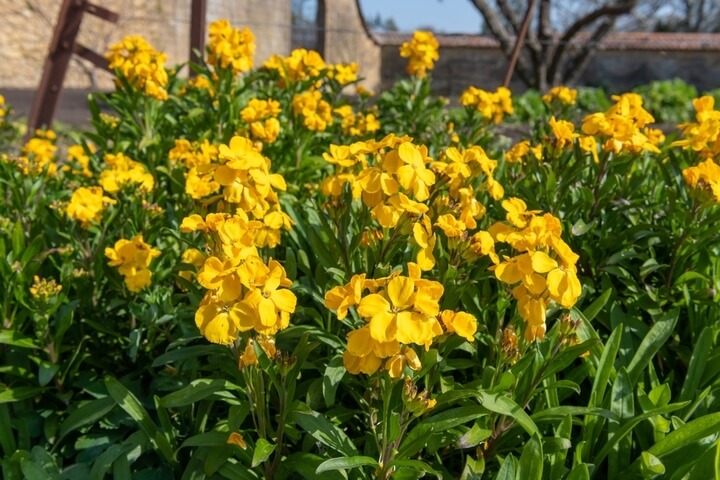 Cheiranthus 'Super Bedder Mix' Wallflower blooms in yellow hues flourish among green foliage in a sunlit garden, grown from a 10cm pot.