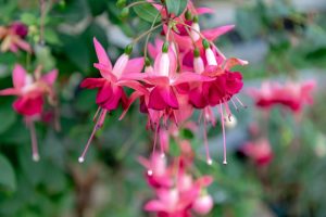 Fuchsia 'Fairytales Alexis' 10" Hanging Basket features a cascade of pink and magenta blooms on green stems, perfect for adding vibrant colour to your space.