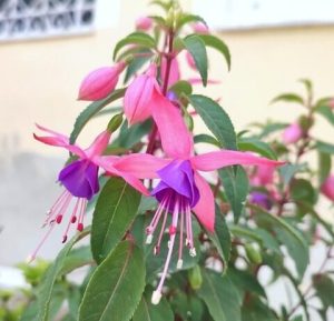 Close-up of Fuchsia 'Fairytale Amelia' in a 10" hanging basket, showcasing pink and purple pendant-shaped flowers and green leaves against a softly blurred outdoor background.