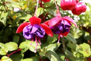 Fuchsia 'Fairytale April' 10" (Hanging Basket) features striking fuchsia flowers with purple petals and red sepals, ideal for adding vibrant colour and charm to your garden. Perfect for displaying in a hanging basket.