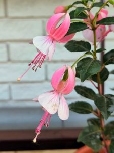 Close-up of Fuchsia 'Fairytale Natasha' 10" (Hanging Basket) showing two pink and white flowers in bloom, set against a light-coloured brick wall.