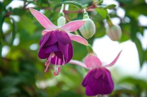 Close-up of Fuchsia Fuchsita® 'Red White' flowers and buds hanging from leafy green stems, perfect for brightening up any space in a 10" hanging basket.