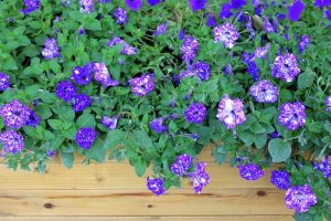 Petunia 'Galactic Blue' features purple and white speckled blooms with green leaves in a 10" hanging basket.