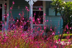 Gaura 'Dark Pink' 6" Pot