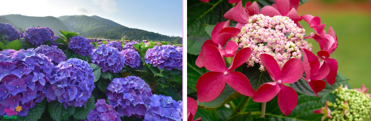 Side-by-side images of a field of purple hydrangeas by mountains and a close-up of pink lacecap hydrangea flowers.