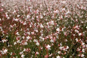 Gaura 'Light Pink' 6" Pot