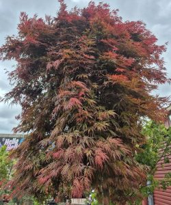 An Acer 'Orangeola' Japanese Maple 155L (Standard) with dense, feathery red and green leaves stands outdoors under a cloudy sky.