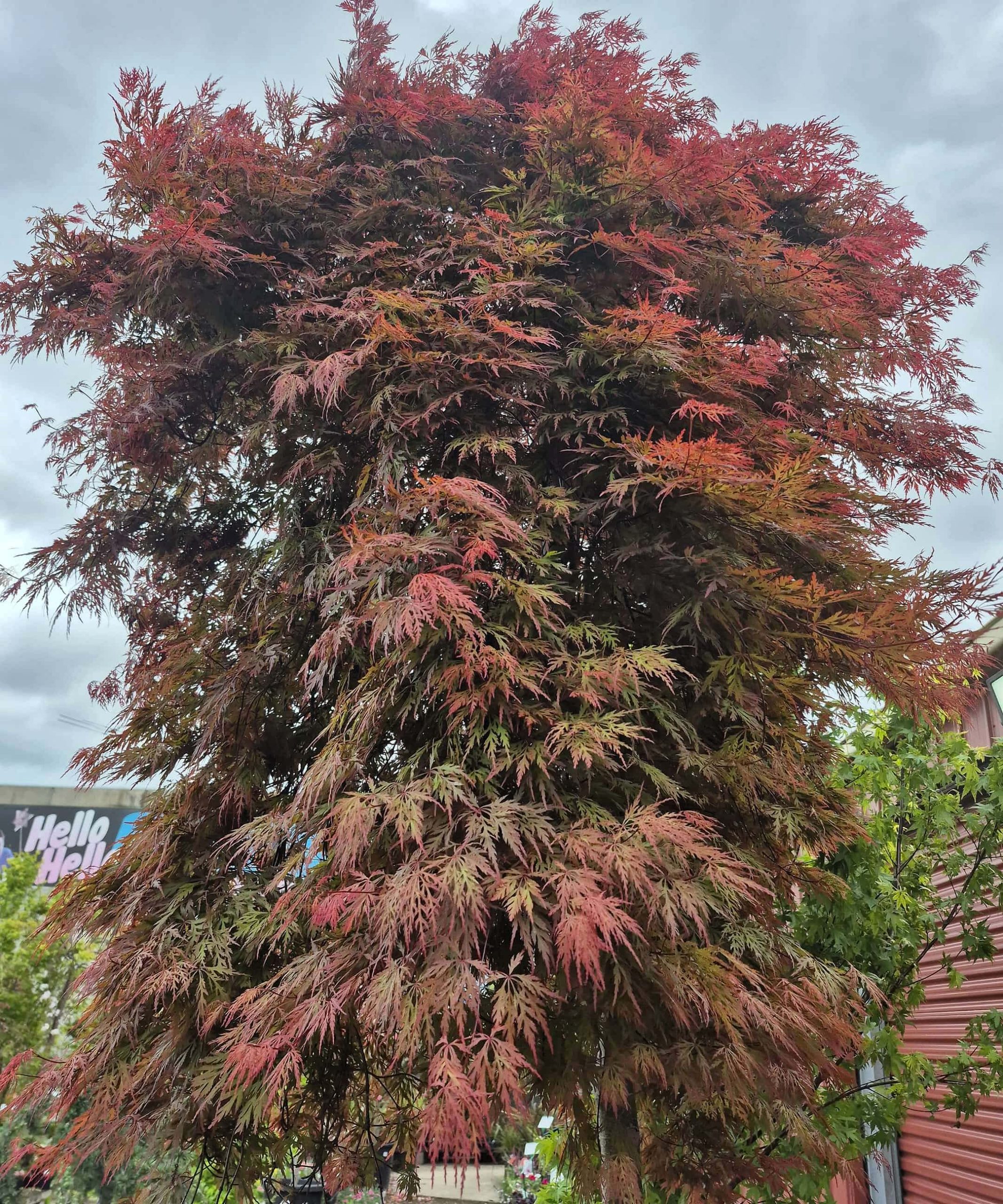 An Acer 'Orangeola' Japanese Maple 155L (Standard) with dense, feathery red and green leaves stands outdoors under a cloudy sky.