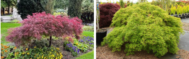 Side-by-side images of two Japanese Maple and Hydrangea gardens; the left maple tree has red leaves, the right has green leaves, both with finely divided foliage.
