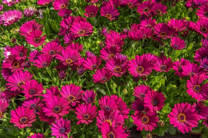 A dense cluster of bright magenta African Daisy (Osteospermum) flowers blooms above lush green foliage.