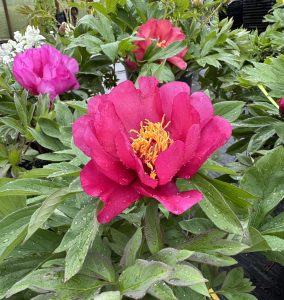 A bright pink peony with yellow stamens and dewy green leaves is complemented by the soft purple hues of Petunia 'Lavender Sky' 10" (Hanging Basket) nearby.