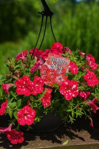 Petunia 'Cherry Sky' 10" (Hanging Basket) with red petals and white speckles is shown outdoors, hanging in a pot with a plant label at the centre.