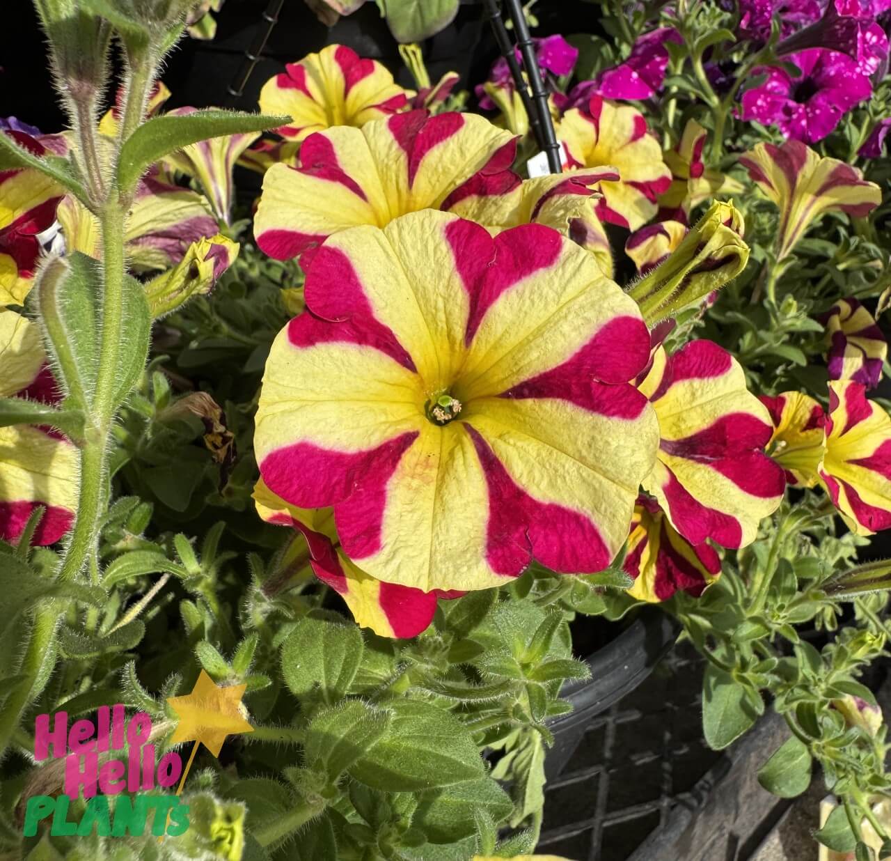 Close-up of a yellow and magenta Petunia 'Queen of Hearts' 10" (Hanging Basket) flower amid green leaves, with the "Hello Hello Plants" logo in the bottom left corner.