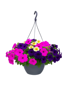 The Petunia 'Combo Macaron' 10" Hanging Basket, bursting with pink, purple, and yellow blooms, creates a stunning contrast against a white background.