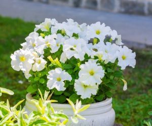 A 6" white ceramic pot containing blooming Petunia 'Velvet Champagne' sits outdoors on grass, sunlight highlighting its elegant white flowers.