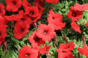A cluster of vibrant Petunia Spreading 'Red Craze' blooms in rich red hues amidst lush green foliage in a 15cm pot.