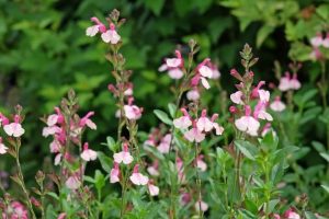 Several pink and white salvia flowers with green foliage and blurred greenery in the background.