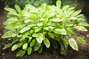 A close-up of a healthy sage plant with green, oval leaves growing in soil outdoors.
