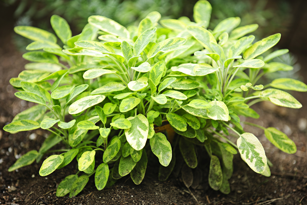 A close-up of a healthy sage plant with green, oval leaves growing in soil outdoors.