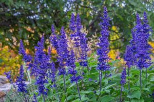 Purple salvia flowers bloom on green stems in a garden, with blurred trees and foliage in the background.