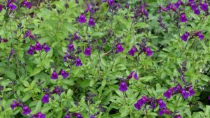 A dense cluster of green-leaved plants with numerous small, vibrant purple flowers in bloom.