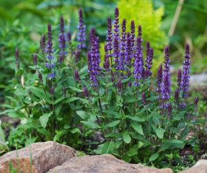 Purple salvia plants with green leaves growing in a garden bed, surrounded by rocks and other greenery.