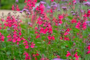 A cluster of tall pink and magenta wildflowers with green leaves growing outdoors in a garden setting.