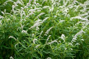 Dense green foliage with clusters of small, pale white flowers growing on long stems in an outdoor natural setting.