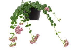 Sedum 'Trailing Pixie' 13cm Hanging Basket—black basket with a trailing vine and clusters of small pink flowers, shown isolated on a white background.