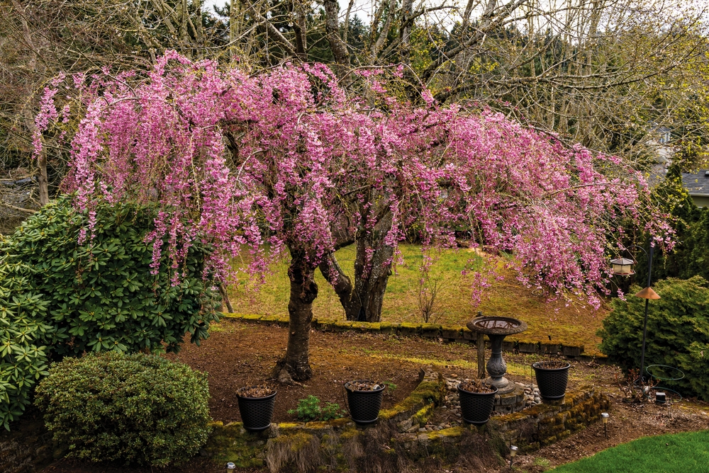 A blooming Weeping Cherry displays pink blossoms in a garden surrounded by greenery and potted plants, with bare trees and a lawn in the background.