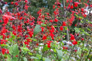 A cluster of red salvia flowers with green leaves, growing outdoors against a blurred background of trees.