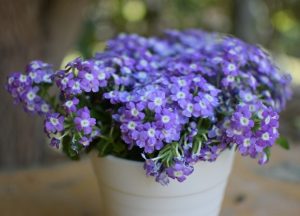 A Verbena Bi-Colour Blue & White 15cm Pot, featuring small purple flowers with pale centres, sits on a wooden surface with a blurred outdoor backdrop.