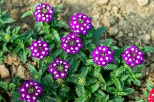 Brighten your patio with Verbena 'Candy Cane' in a 15cm pot—vibrant purple blooms with white centres and lush green leaves, thriving in dry soil.