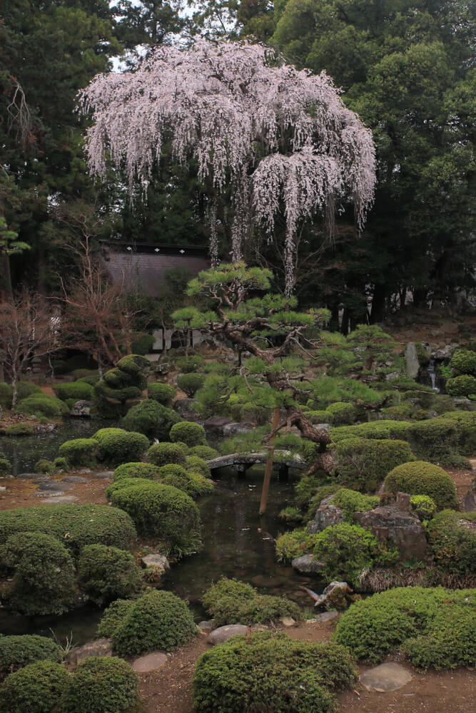 A Japanese garden with trimmed bushes, a small pond, and a Prunus weeping cherry blossom tree in bloom, surrounded by dense green trees.