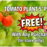 Close-up of a tomato plant with red and green tomatoes; text promotes a FREE Tomato Plant (5" pot) with any in-store purchase, whilst noting that the sale has ended.