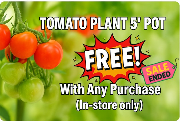 Close-up of a tomato plant with red and green tomatoes; text promotes a FREE Tomato Plant (5" pot) with any in-store purchase, whilst noting that the sale has ended.