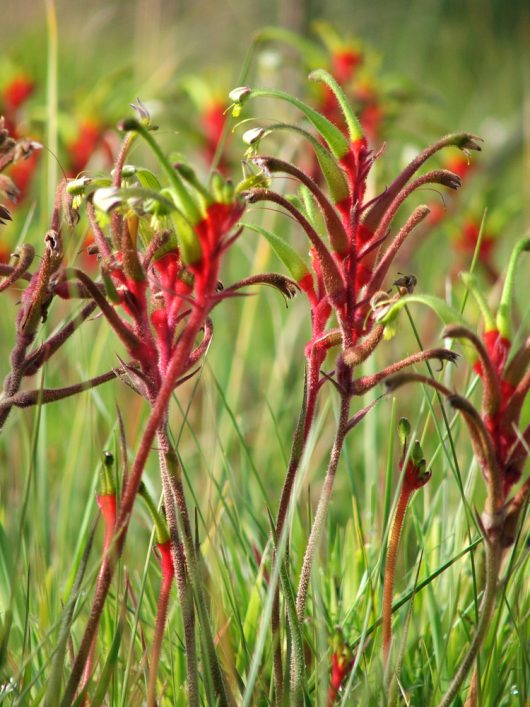 Close-up of striking red and green Kangaroo Paws (Anigozanthos) flowers growing among tall grass in a natural outdoor setting.