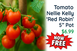 Cluster of ripe red cherry tomatoes on the vine, next to text advertising "Tomato Nellie Kelly ‘Red Robin’ 5” Pot £6.99." Red starburst proclaims "NOW FREE In-Store" when you collect your tomato plant today!.