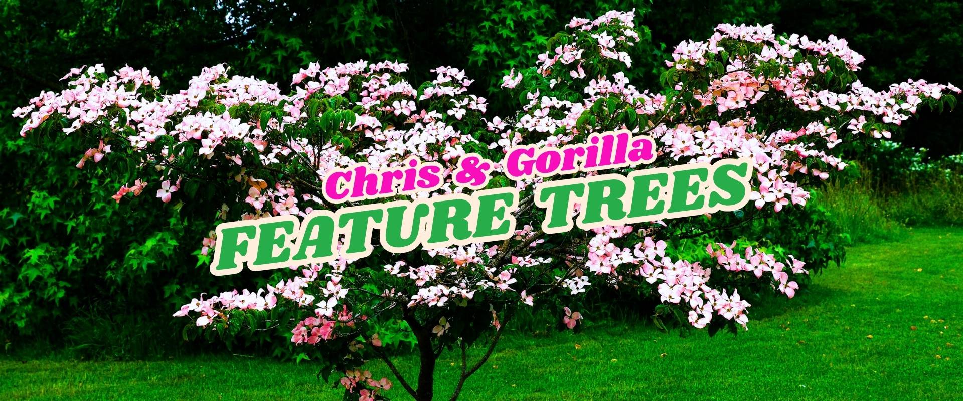 A flowering tree with pink blossoms stands on grass, with bold text reading "Chris & Gorilla FEATURE TREES" and a "Flash Sale" banner over the image.