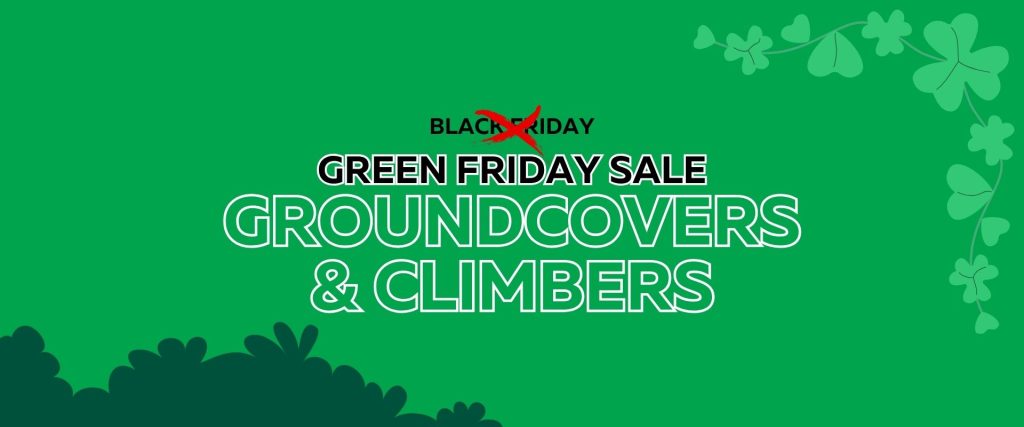 Green banner with "Green Friday Sale Groundcovers & Climbers." The word "Black" in "Black Friday" is crossed out and replaced with "Green." Leaf graphics decorate the corners—don’t miss this Flash Sale!.