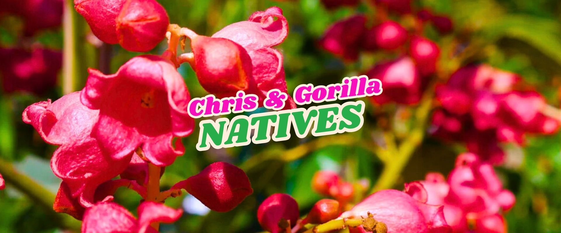 Bright pink flowers in focus with the text "Chris & Gorilla NATIVES" overlaid in colourful, bold font. Flash Sale details stand out against the green foliage in the blurred background.