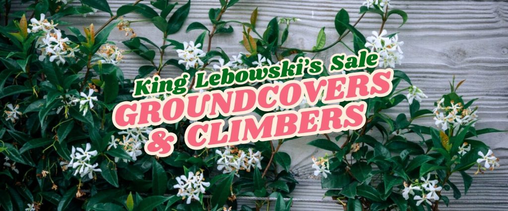 Green vines with white flowers climb a textured wall. Overlaid text reads: "King Lebowski’s Flash Sale - Groundcovers & Climbers.