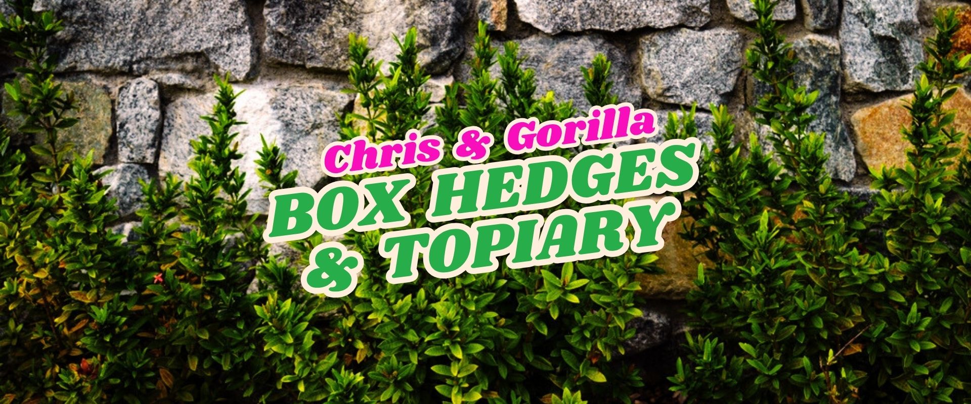 Box hedges grow in front of a stone wall with text overlaid that reads "Chris & Gorilla Box Hedges & Topiary." Don’t miss our Flash Sale!.