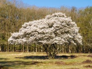 Large tree covered with white blossoms stands in a grassy field, with a backdrop of leafless trees under a clear blue sky.