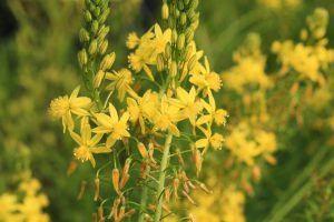 Close-up of yellow star-shaped flowers clustered on tall green stems, set against a blurred green background.