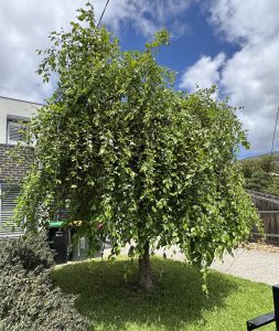 A leafy tree with hanging branches stands on a grassy patch in a suburban back garden, where a Paeonia 'Callie's Memory' Peony Rose 10" Pot adds colour near the fence and house beneath partly cloudy skies.