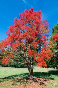 A single tree with bright red-orange flowers stands in a grassy, sunlit park under a clear blue sky.